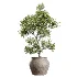 AV Indoor Plants Set 452 Dracaena Lemon Cane and Chemlali Olive and Briful Pachira and Areca Cat Reed Palm - Thumbnail 1