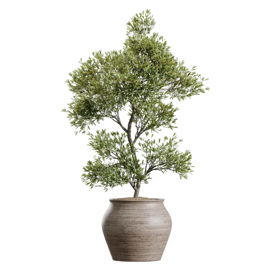 AV Indoor Plants Set 452 Dracaena Lemon Cane and Chemlali Olive and Briful Pachira and Areca Cat Reed Palm Image 1