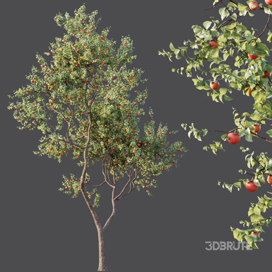 AV Plants Diospyros Kaki Persimmon Version02 Image 5