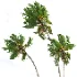 AV Borassus Flabellifer and Cocos Nucifera Windy palms - Thumbnail 4