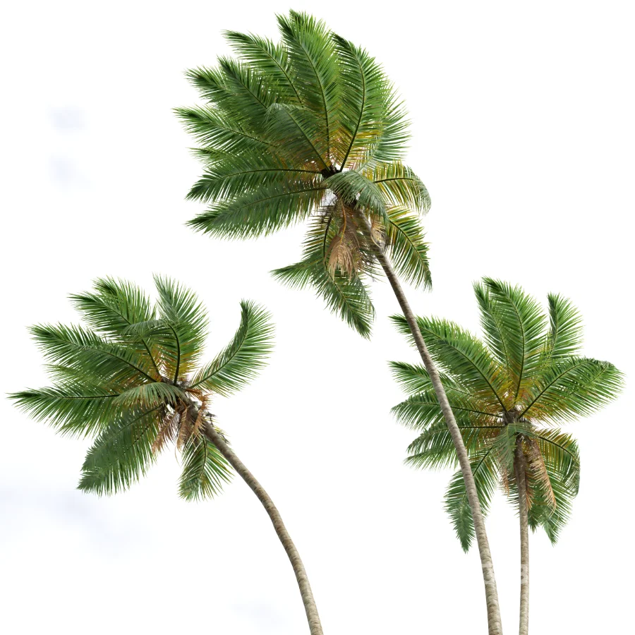 AV Borassus Flabellifer and Cocos Nucifera Windy palms Image 4