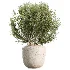 AV Indoor Plants Set 459 Chemlali Olive and Cat Reed Palm and China Orange Tree and Ficus Dracaena Marginata and Ravenala Banana - Thumbnail 7