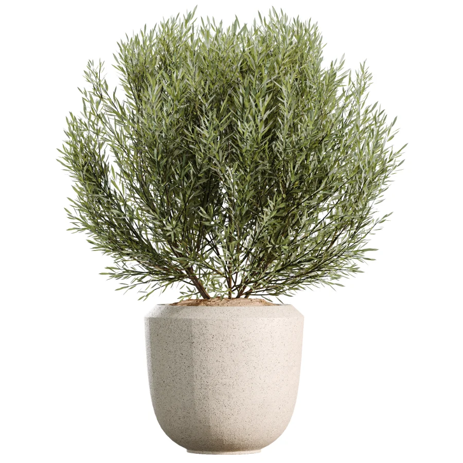 AV Indoor Plants Set 459 Chemlali Olive and Cat Reed Palm and China Orange Tree and Ficus Dracaena Marginata and Ravenala Banana Image 7