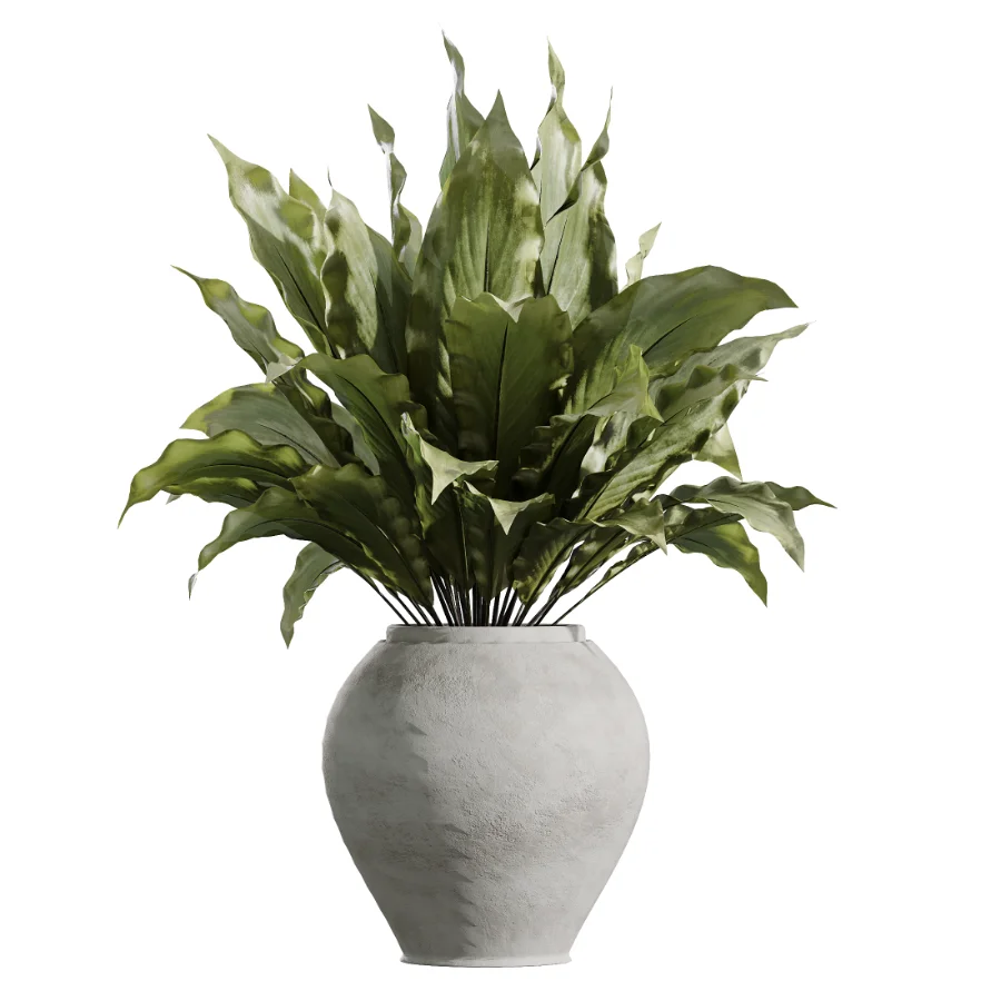 AV Indoor Plants Set 450 Chemlali Olive Tree and Sansevieria Trifasciata and Spathiphyllum Peace Lily and Ficus Dracaena Marginata Image 2