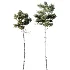 AV Pinus Echinata and Chamaecyparis Thyoides trees - Thumbnail 2