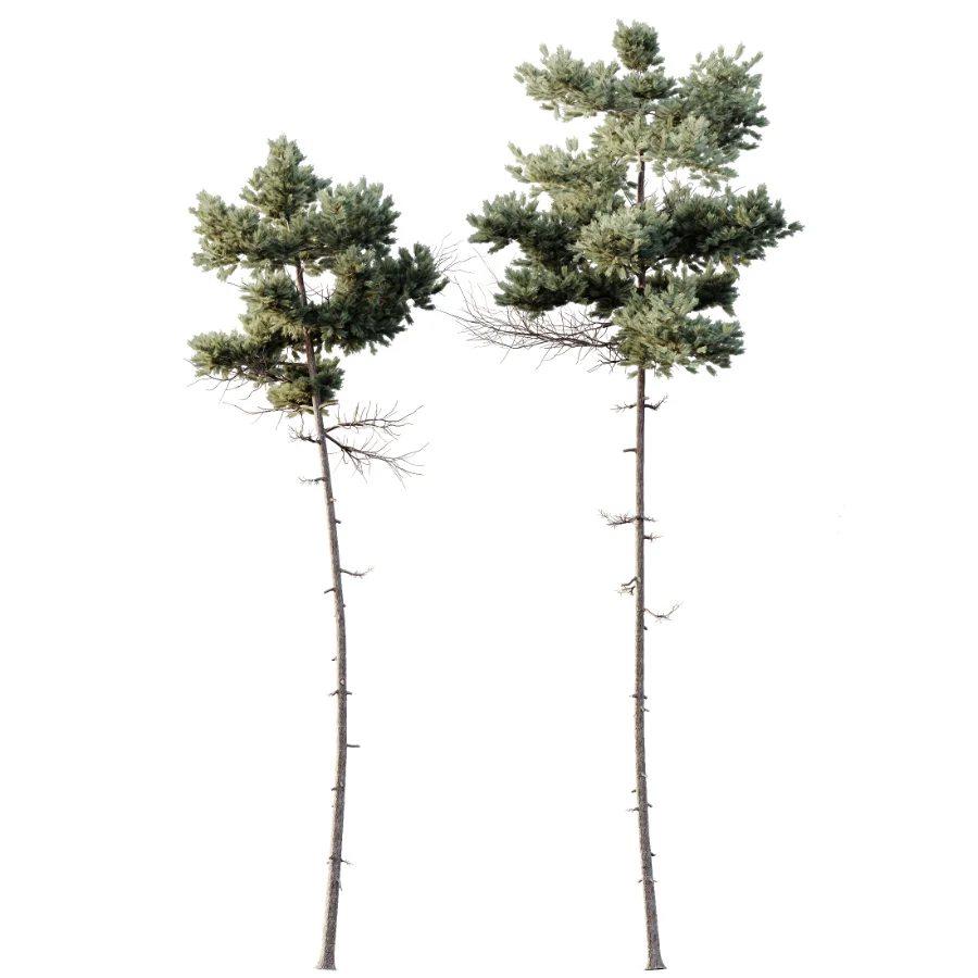 AV Pinus Echinata and Chamaecyparis Thyoides trees Image 2