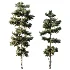 AV Pinus Engelmannii and Pinus Echinata trees - Thumbnail 2