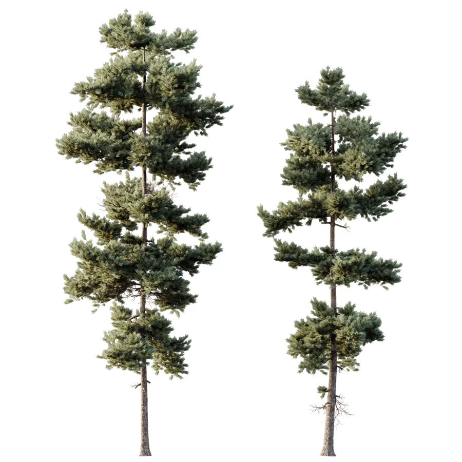 AV Pinus Engelmannii and Pinus Echinata trees Image 2