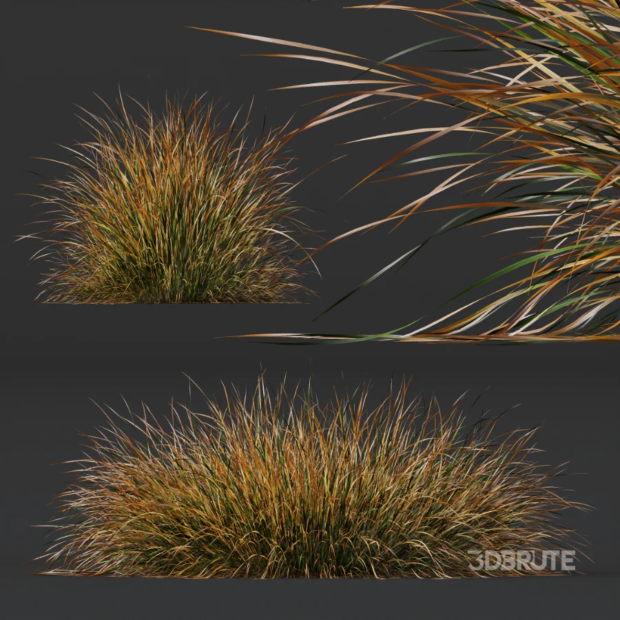 AV Stipa Tenuissima Ostnica Mocna Pony Tails and Carex Testacea Orange Sedge Grass Prairie Fire Image 3