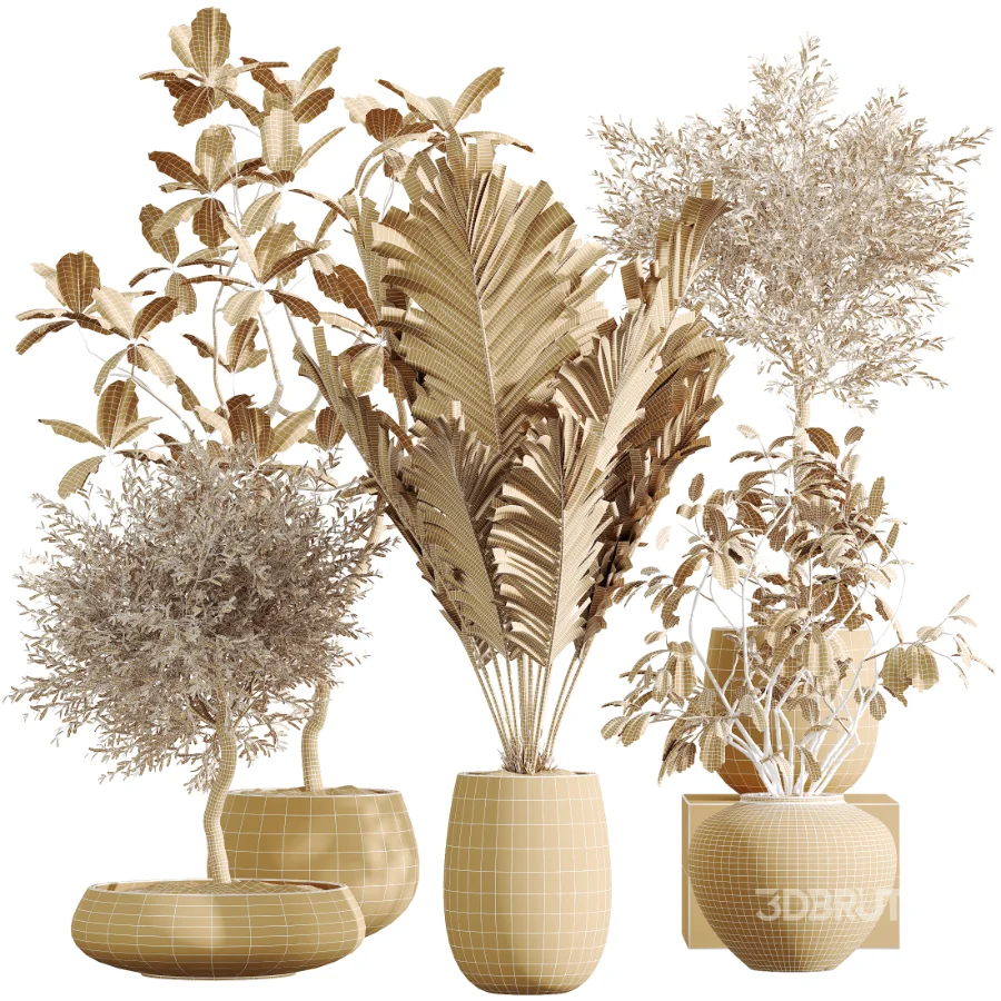 AV Indoor Plants Set 451 Olive Elegant and Ficus Dracaena Marginata and Cyara Areca Palm Image 8