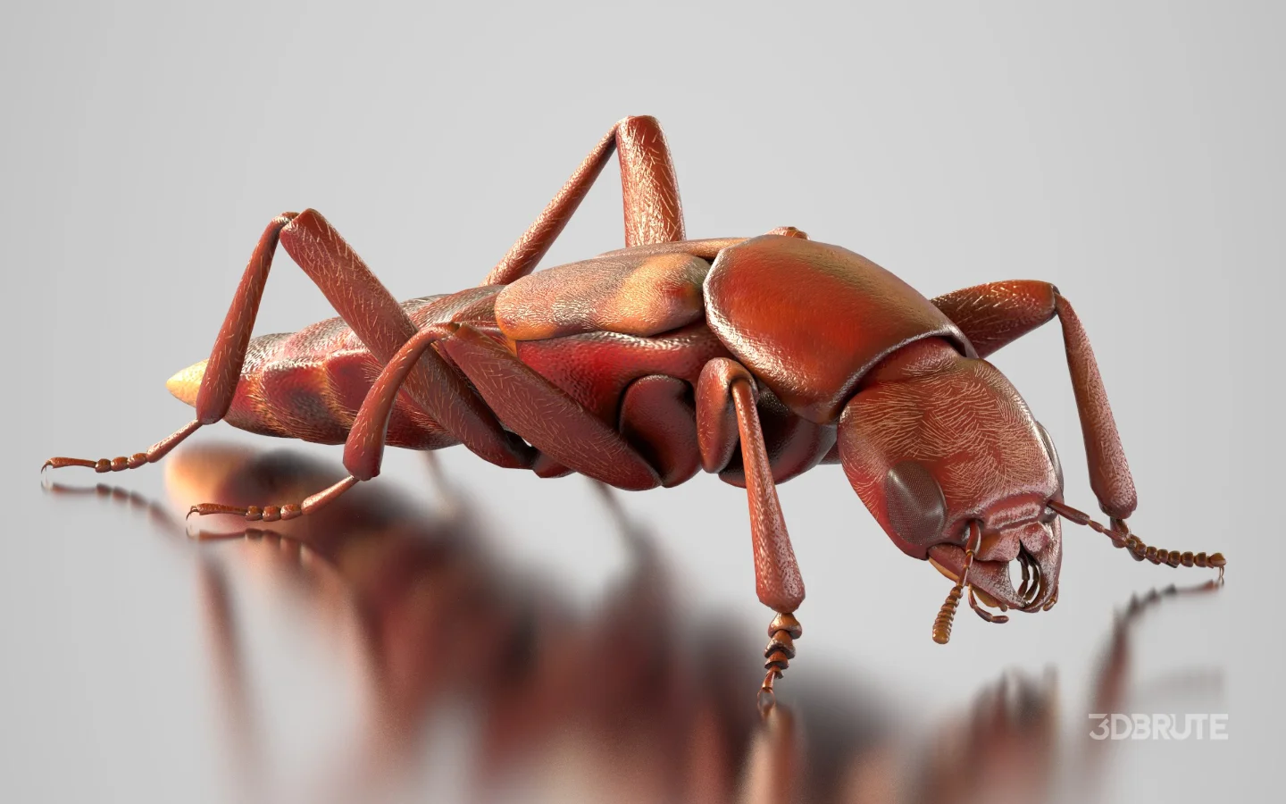 Beetle Insect 3D Model Image 7
