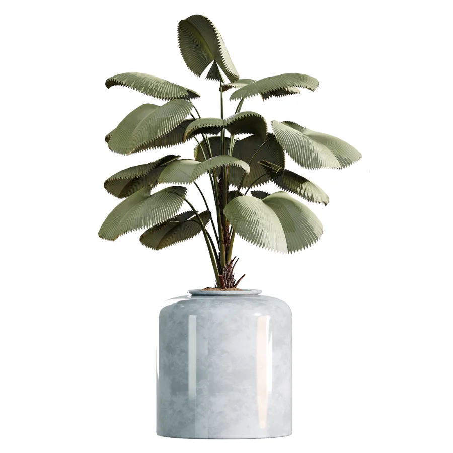 AV Indoor Plants Set 469 Yucca Elephantipe and Briful Pachira and Licuala Grandis Palm and Cyara Areca Palm Image 1