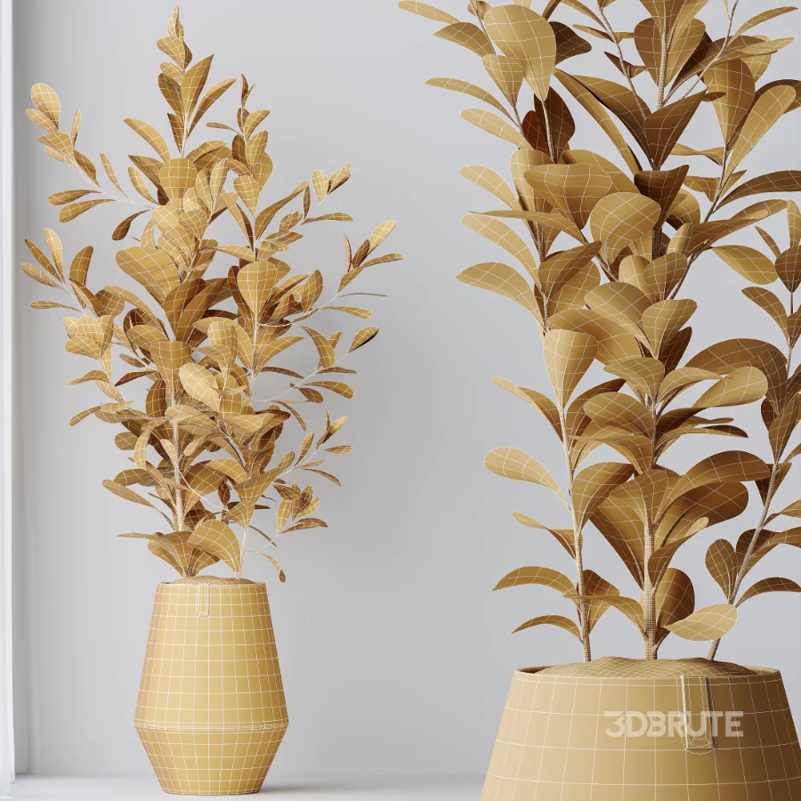 AV Indoor Plants Set 454 Chemlali Olive Tree and Bird Of ParadiseBird and Ficus microcarpa and Ficus Dracaena Marginata Image 8