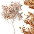 AV Plants Diospyros Kaki Persimmon Version02 - Thumbnail 9