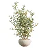 AV Indoor Plants Set 459 Chemlali Olive and Cat Reed Palm and China Orange Tree and Ficus Dracaena Marginata and Ravenala Banana - Thumbnail 2
