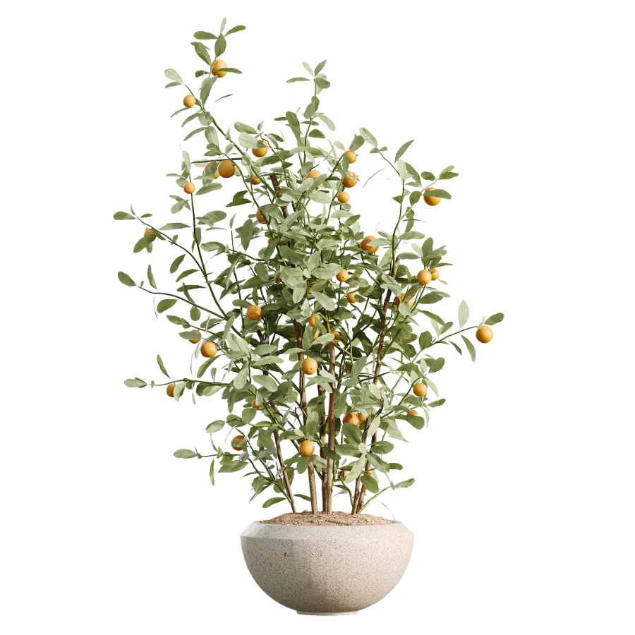 AV Indoor Plants Set 459 Chemlali Olive and Cat Reed Palm and China Orange Tree and Ficus Dracaena Marginata and Ravenala Banana Image 2