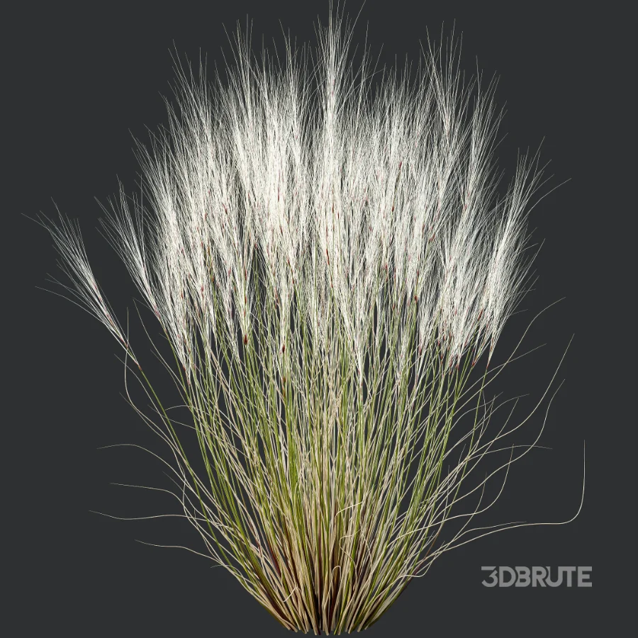 AV Stipa Tenuissima Ostnica Mocna Pony Tails and Carex Testacea Orange Sedge Grass Prairie Fire Image 2