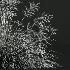 AV Calamagrostis Acutiflora Karl Foerster and Stipa arundinacea Sweet Grasses - Thumbnail 11