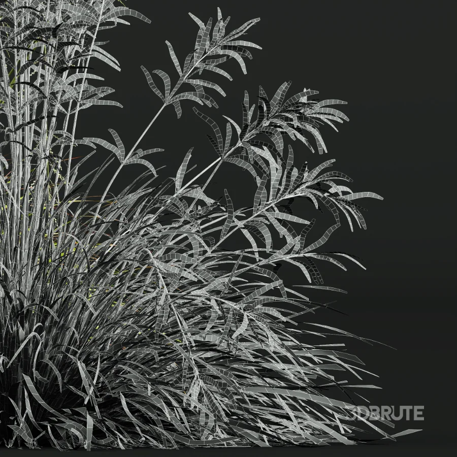 AV Calamagrostis Acutiflora Karl Foerster and Stipa arundinacea Sweet Grasses Image 11