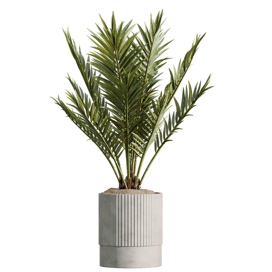 AV Indoor Plants Set 465 Coconut Palm and Cyara Areca Palm and Chemlali Olive Tree and Orange Calamondin Tree Image 2