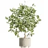 AV Indoor Plants Set 467 Ficus Retusa and Chemlali Olive and Briful Pachira and Ficus Cyathistipula and China Orange Tree - Thumbnail 4