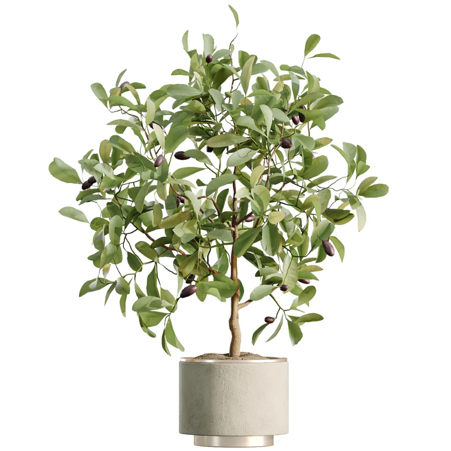 AV Indoor Plants Set 467 Ficus Retusa and Chemlali Olive and Briful Pachira and Ficus Cyathistipula and China Orange Tree Image 4