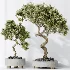 AV Indoor Plants Set 458 Ravenala Banana and Wilsonii Chemlali Olive and Alnus Glutinosa - Thumbnail 1