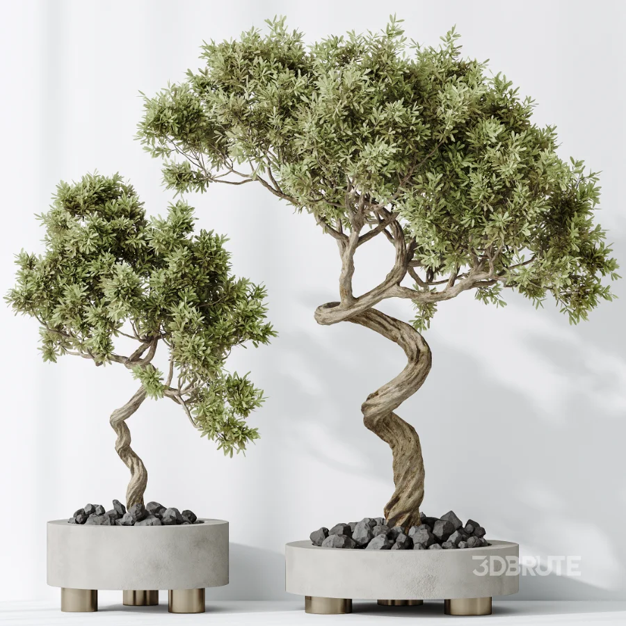 AV Indoor Plants Set 458 Ravenala Banana and Wilsonii Chemlali Olive and Alnus Glutinosa Image 1