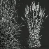 AV Calamagrostis Acutiflora Karl Foerster - Thumbnail 9