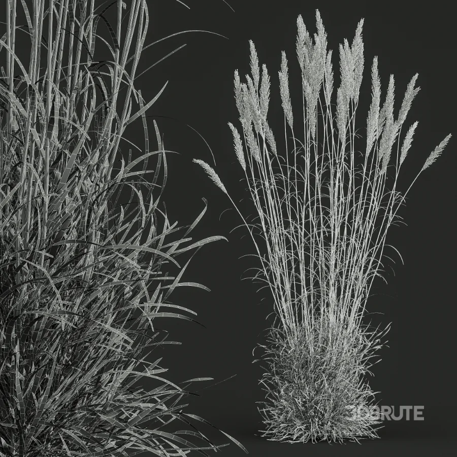 AV Calamagrostis Acutiflora Karl Foerster Image 9