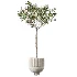 AV Indoor Plants Set 456 Wilsonii Chemlali Olive and Mission Olive Tree and Rhapis Lady Palm and Spathiphyllum Wallisii - Thumbnail 1
