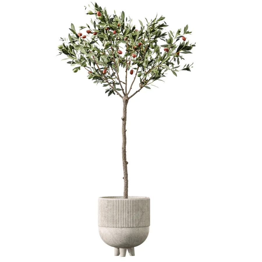 AV Indoor Plants Set 456 Wilsonii Chemlali Olive and Mission Olive Tree and Rhapis Lady Palm and Spathiphyllum Wallisii Image 1