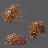 AV Carex Testacea Orange Sedge Grass Prairie Fire and Nassella Tenuissima fall - Thumbnail 10