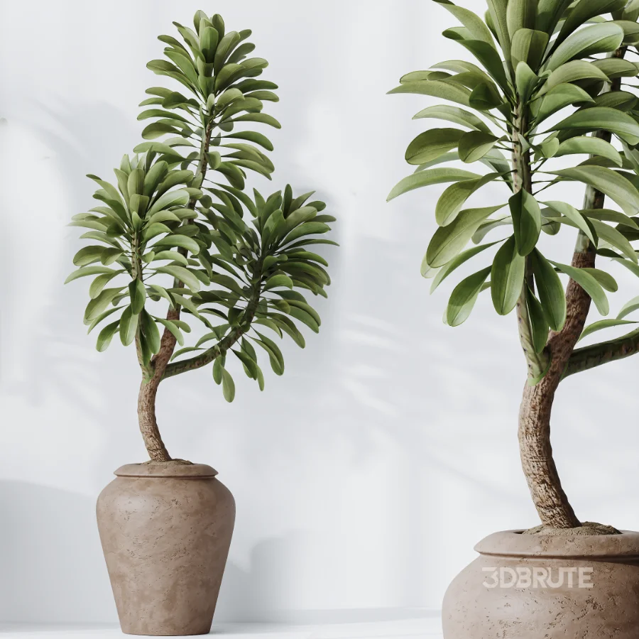 AV Indoor Plants Set 464 Olive Euphorbia Drupifera Cunjevoi Alocasia Spineless Yucca Licuala Palm Image 8