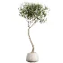 AV Indoor Plants Set 459 Chemlali Olive and Cat Reed Palm and China Orange Tree and Ficus Dracaena Marginata and Ravenala Banana - Thumbnail 3