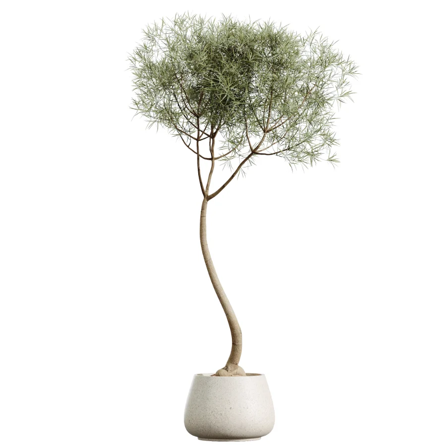 AV Indoor Plants Set 459 Chemlali Olive and Cat Reed Palm and China Orange Tree and Ficus Dracaena Marginata and Ravenala Banana Image 3