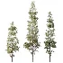 AV Pinus Echinata and Chamaecyparis Thyoides trees - Thumbnail 3
