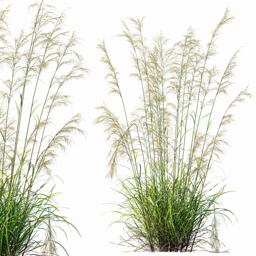 AV Celtica Gigantea Stipa Golden Oats and Stipa Tenuissima Ostnica Mocna Pony Tails Image 8