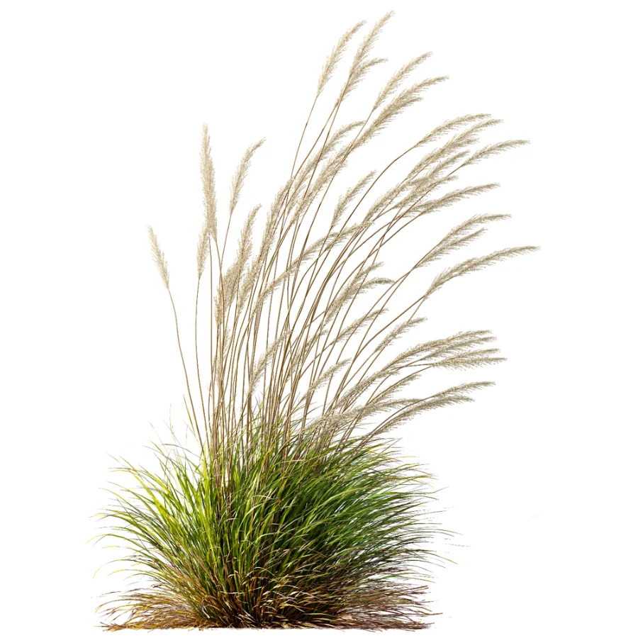AV Calamagrostis Acutiflora Karl Foerster Image 2