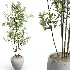 AV Indoor Plants Set 447 China Orange Tree and Spineless Yucca and Cyara Areca Palm and Europaea Olive Eucalyptus and Ficus Elastica Beliza - Thumbnail 1