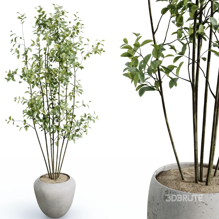 AV Indoor Plants Set 447 China Orange Tree and Spineless Yucca and Cyara Areca Palm and Europaea Olive Eucalyptus and Ficus Elastica Beliza Image 1
