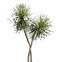 AV Indoor Plants Set 447 China Orange Tree and Spineless Yucca and Cyara Areca Palm and Europaea Olive Eucalyptus and Ficus Elastica Beliza - Thumbnail 5