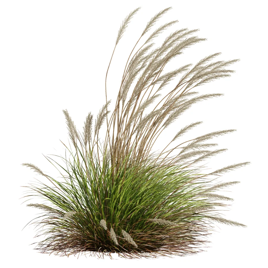 AV Calamagrostis Acutiflora Karl Foerster Image 3