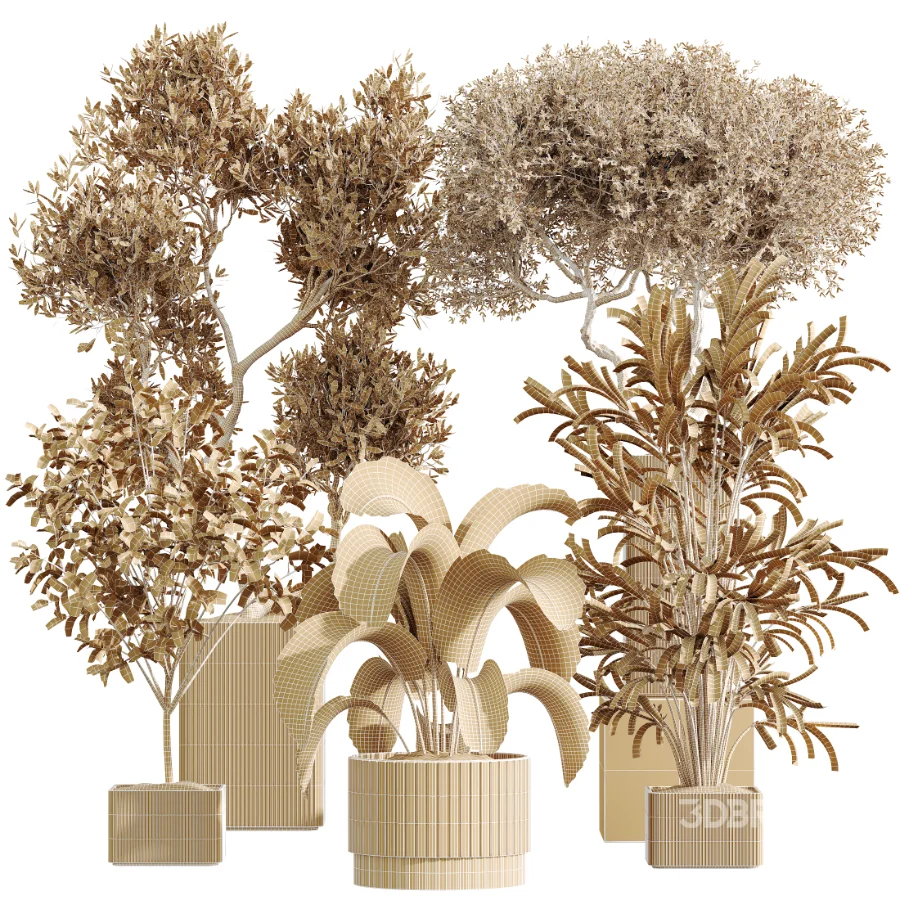 AV Indoor Plants Set 448 Areca Palm and Ravenala Banana and Europaea Olive Fig and Chemlali Olive and Olive Tree Image 7
