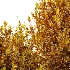 AV Gray Box Westringia Fruticosa Coastal Rosemary and Montra Olive Bushes - Thumbnail 5