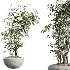 AV Indoor Plants Set 453 Briful Pachira and Elegant Monstera and Aloe Vera Succulents and Ficus Dracaena Marginata - Thumbnail 7