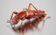Beetle Insect 3D Model - Thumbnail 6