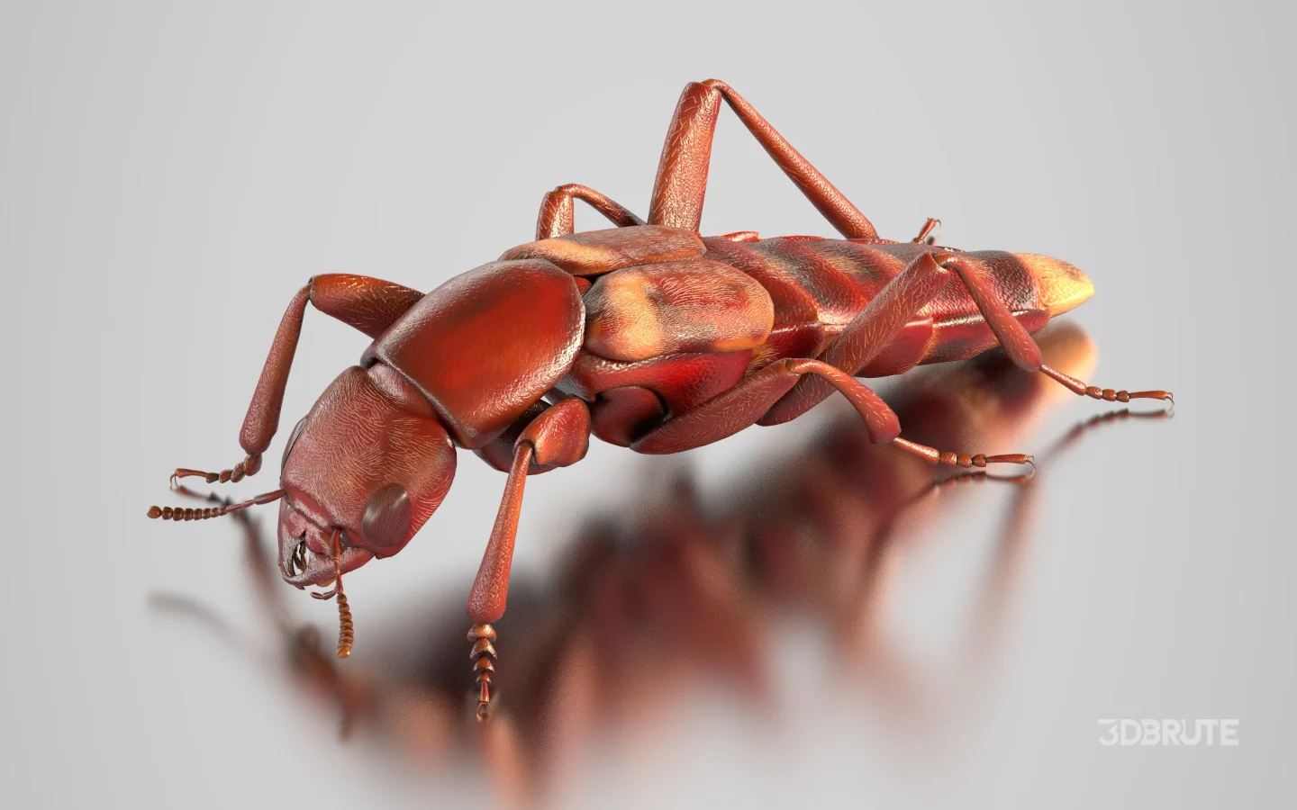Beetle Insect 3D Model Image 6