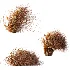AV Carex Testacea Orange Sedge Grass Prairie Fire and Nassella Tenuissima fall - Thumbnail 2
