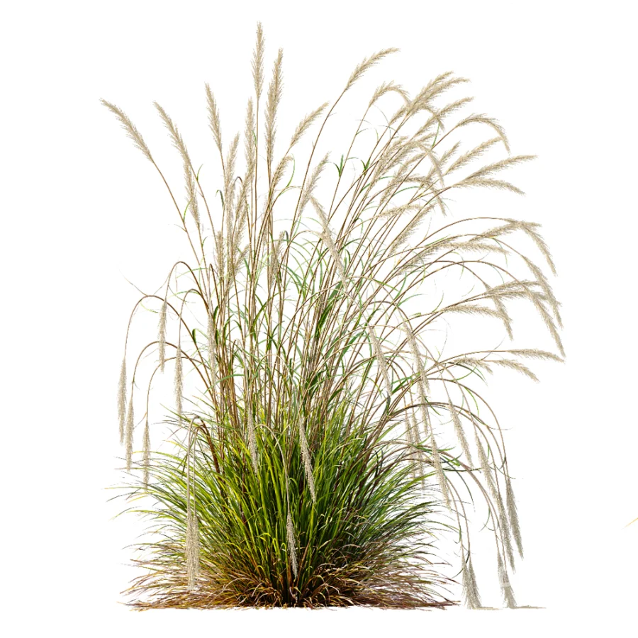 AV Calamagrostis Acutiflora Karl Foerster and Stipa arundinacea Sweet Grasses Image 1